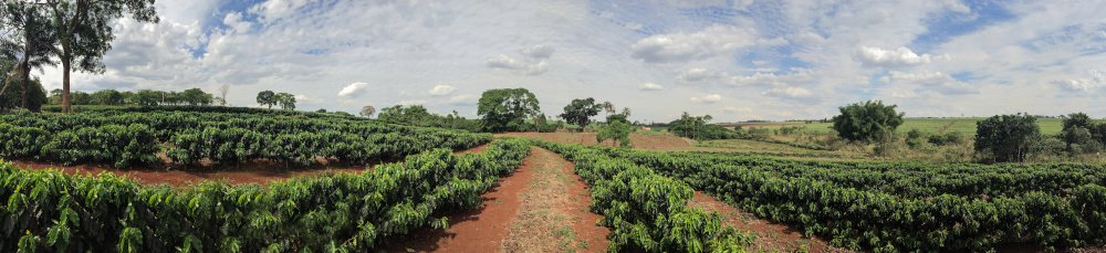 plantacja kawy